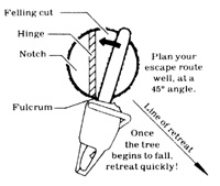 
Plan your escape route well, at a 45 degree angle. Once the tree begins to fall, retreat quickly!
